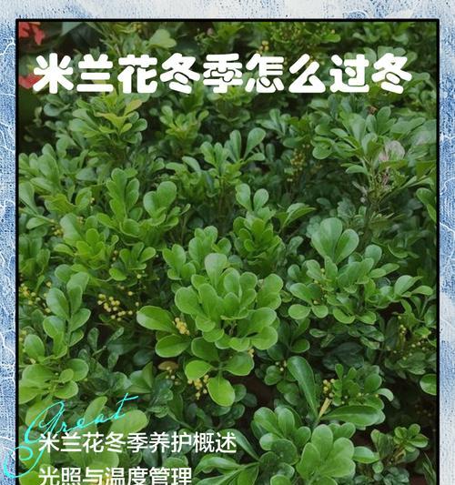 米兰的养殖方法和注意事项是什么？