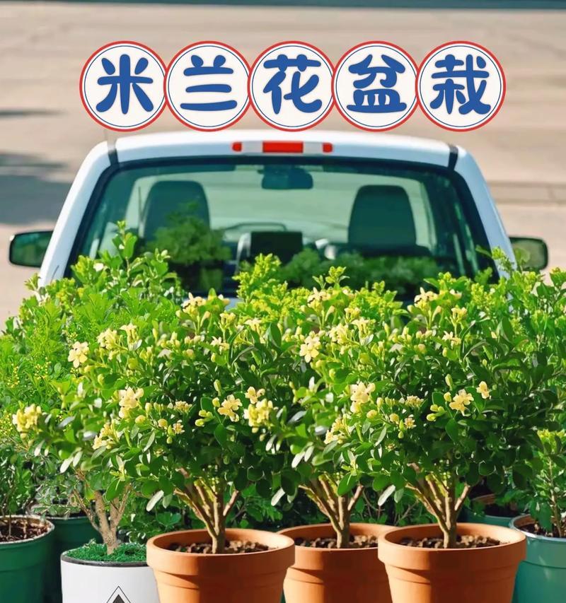 米兰的养殖方法和注意事项是什么？