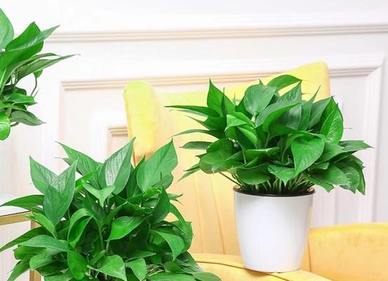 广州有哪些花卉品种？如何选择适合自己的花卉品种？