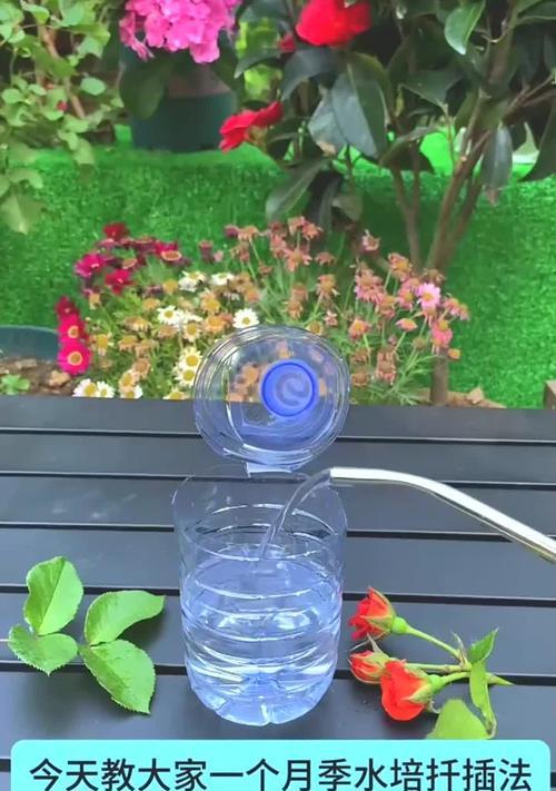 月季扦插应该使用哪种基质？