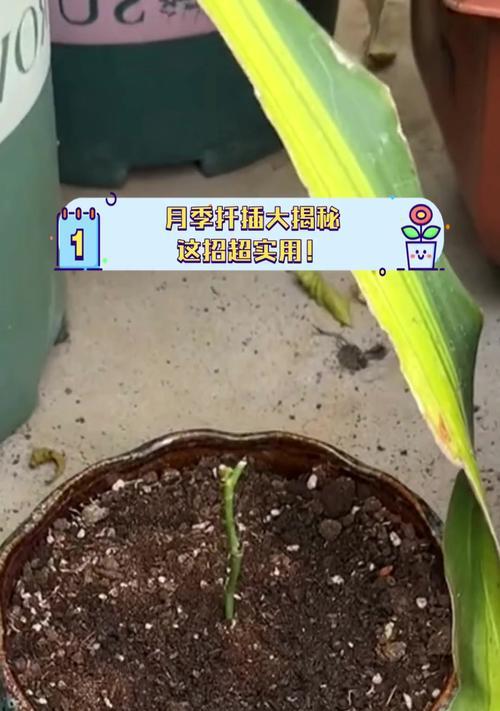月季扦插应该使用哪种基质？