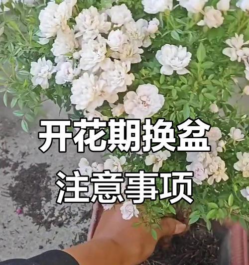 盆景换土的最佳时机和步骤是什么？换土后如何管理？