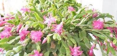 蟹爪兰花的养殖技巧有哪些？如何让蟹爪兰花开出更多花朵？