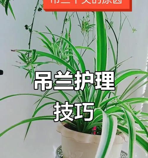 冬季吊兰养护技巧是什么？怎样避免冻害？
