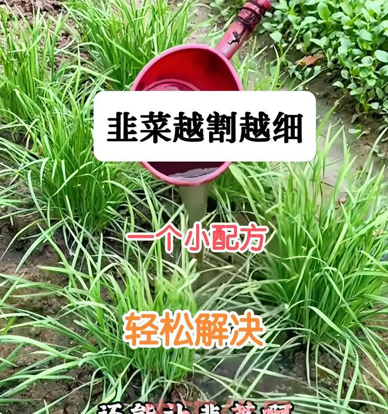 怎么种艽菜？艽菜的种植步骤和技巧有哪些？