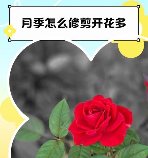 月季繁殖方法有哪些？如何正确繁殖月季？