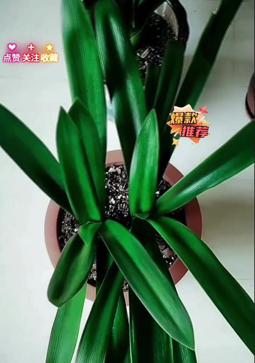 君子兰叶子歪斜怎么办？调整方法是什么？