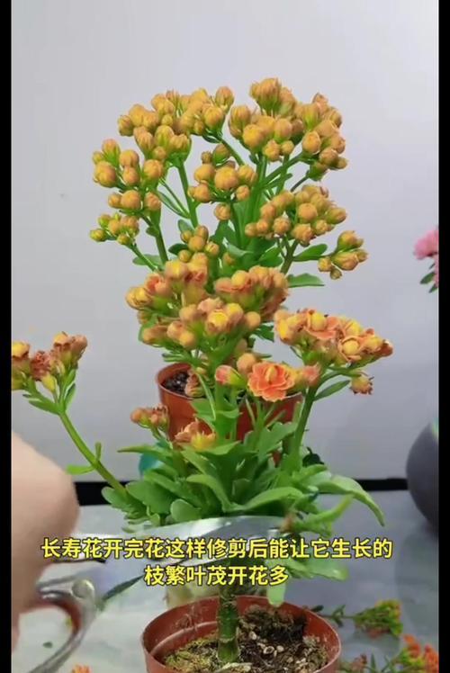 君子兰叶子歪斜怎么办？调整方法是什么？