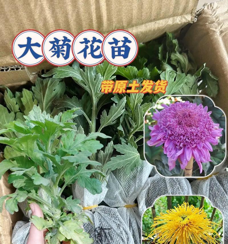 盆栽菊花苗种植的正确方法是什么？