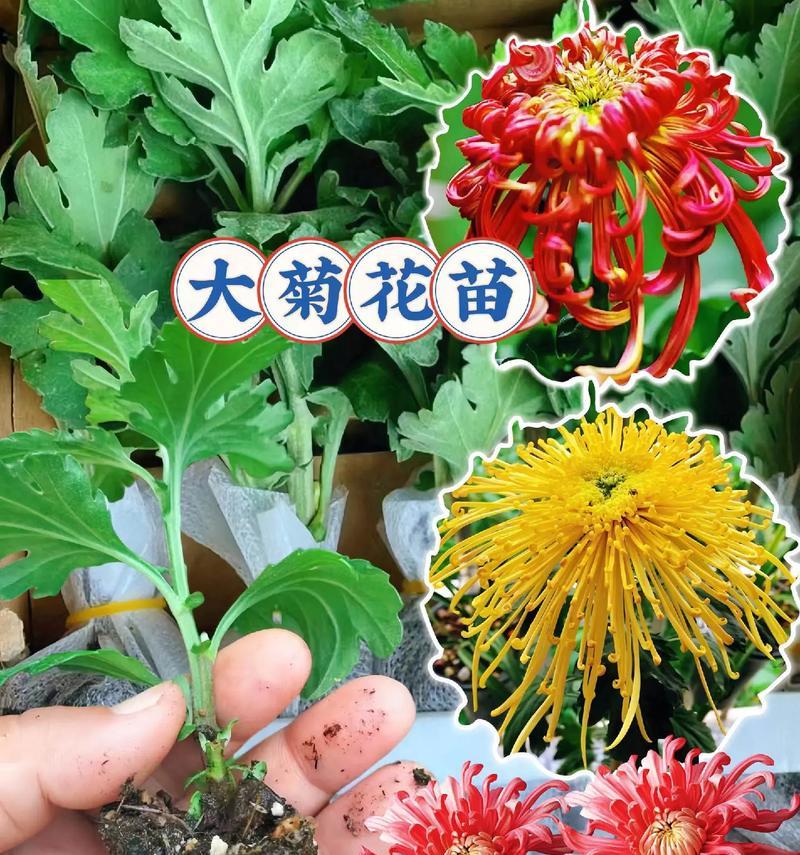 盆栽菊花苗种植的正确方法是什么？