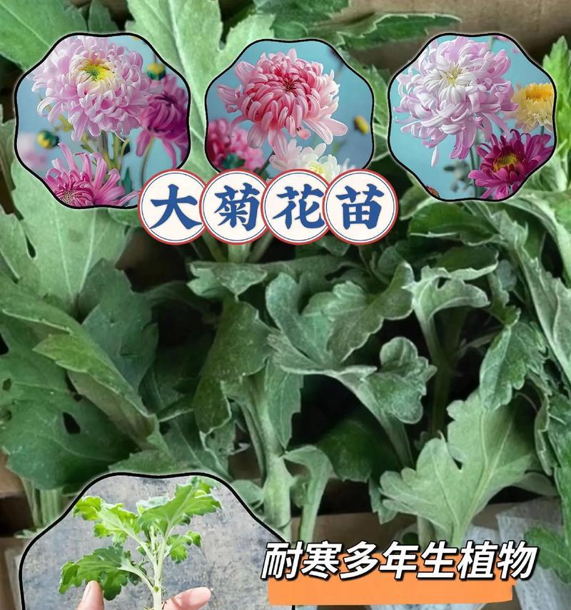 盆栽菊花苗种植的正确方法是什么？