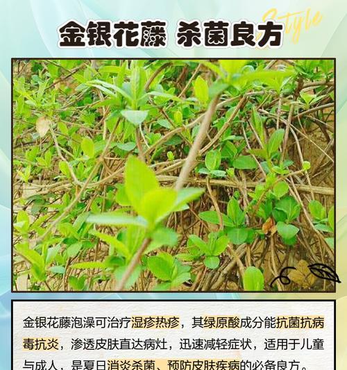 金银花什么时候种植？金银花的最佳种植时间和方法是什么？