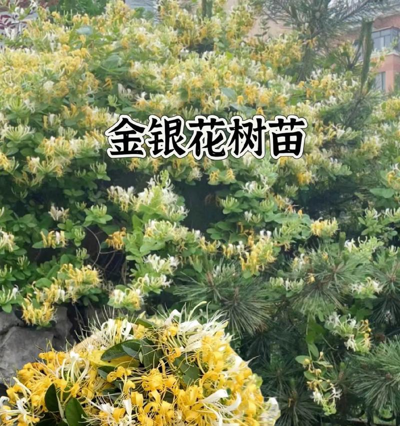 金银花什么时候种植？金银花的最佳种植时间和方法是什么？