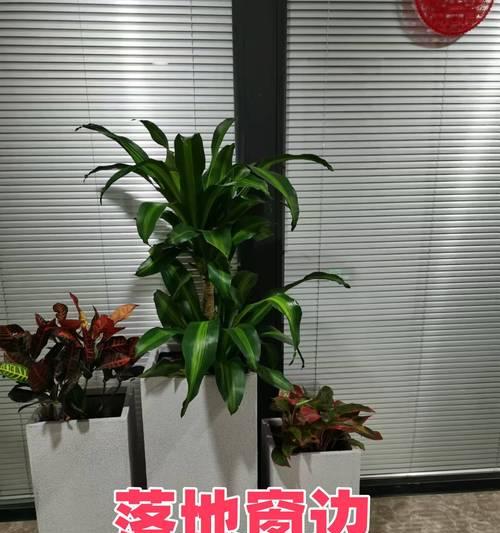 租摆植物品种选择有哪些技巧？