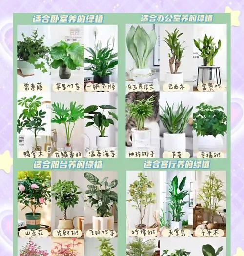 租摆植物品种选择有哪些技巧？