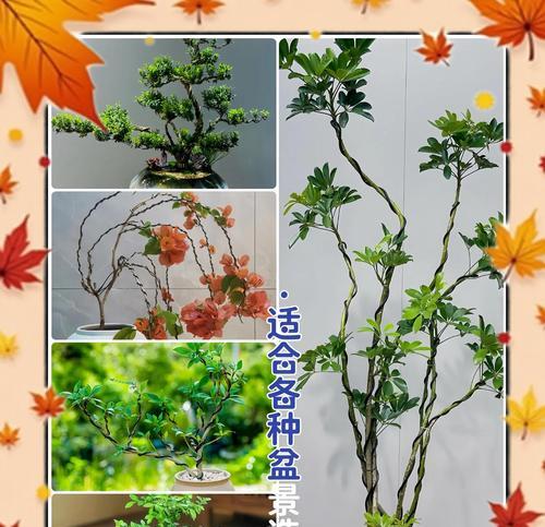 植物造型的技巧有哪些？植物造型需要注意什么？
