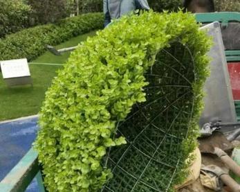 植物造型的技巧有哪些？植物造型需要注意什么？