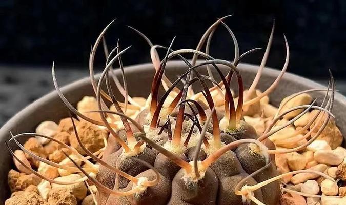 仙人球养殖的秘诀是什么？怎样才能养好仙人球？