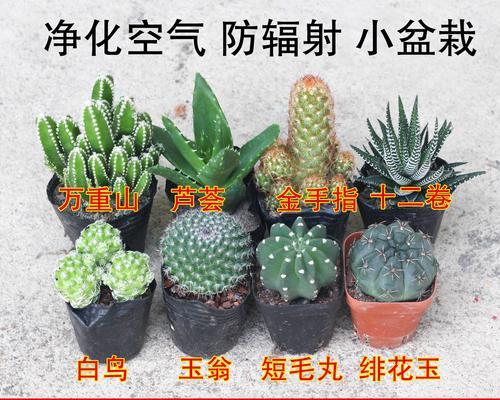 仙人球养殖的秘诀是什么？怎样才能养好仙人球？