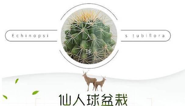 仙人球养殖的秘诀是什么？怎样才能养好仙人球？