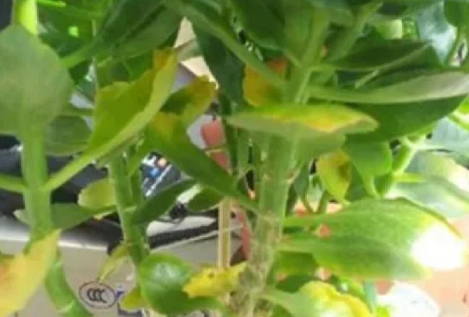 花卉叶片发黄的原因是什么？如何预防和解决花卉叶片发黄？