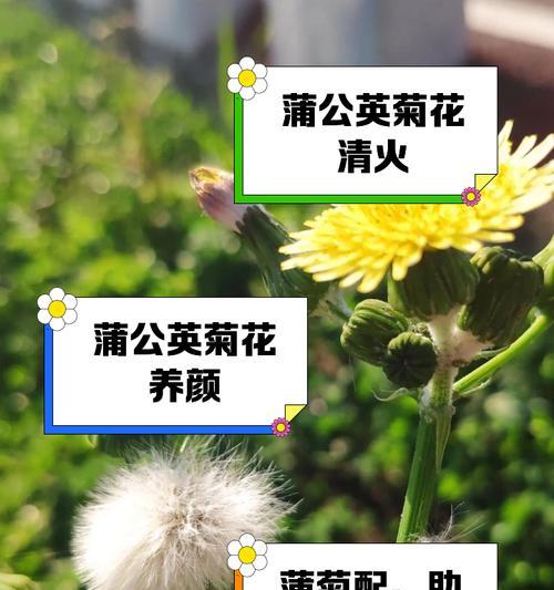 菊花的作用是什么？如何利用菊花？