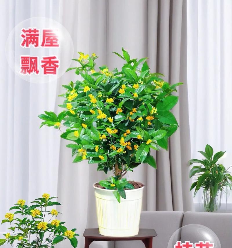 盆栽桂花品种有哪些？如何挑选最佳盆栽桂花？