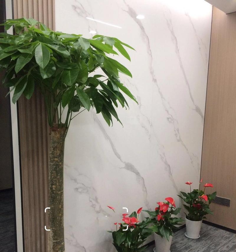 如何挑选健康的发财树？选择时应注意哪些要点？