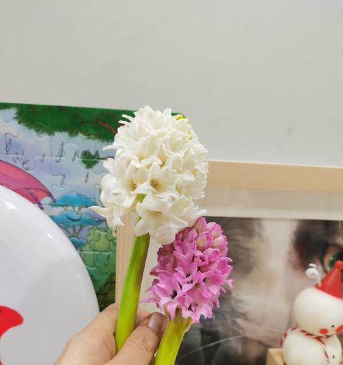 风信子的花朵闻起来是什么味道？