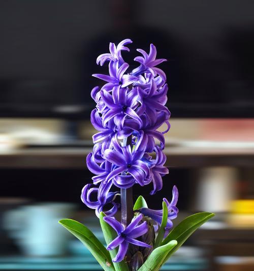 风信子的花朵闻起来是什么味道？