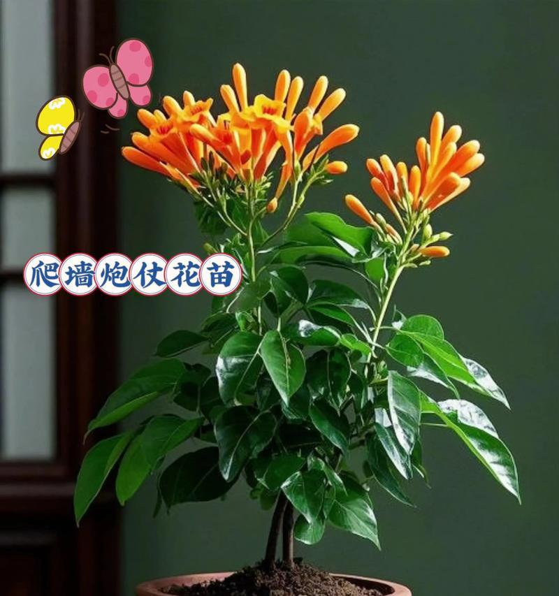 炮仗花珊瑚怎么养？炮仗花珊瑚的养殖技巧有哪些？