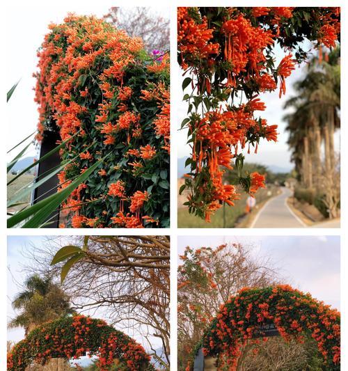 炮仗花珊瑚怎么养？炮仗花珊瑚的养殖技巧有哪些？
