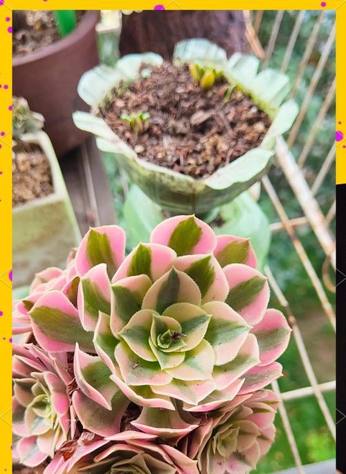 法师多肉植物有哪些品种？如何区分和养护法师品种？