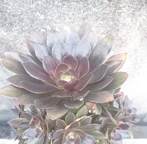 法师多肉植物有哪些品种？如何区分和养护法师品种？
