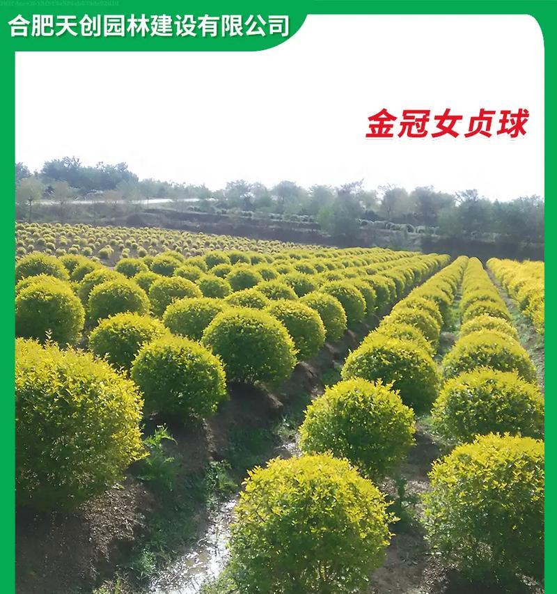 苗木品种有哪些？如何选择适合自己的苗木品种？