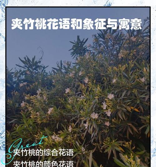 夹竹桃的养护与管理常见问题解答？