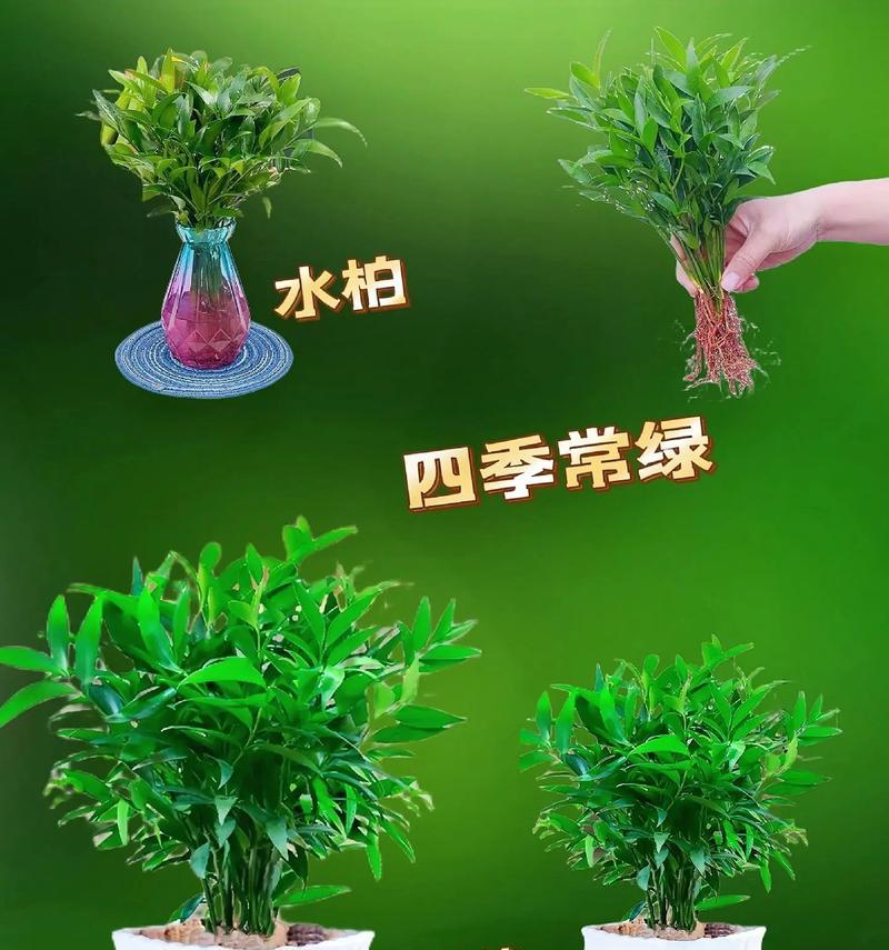 水培怎么养才能成功？水培植物养护的技巧？
