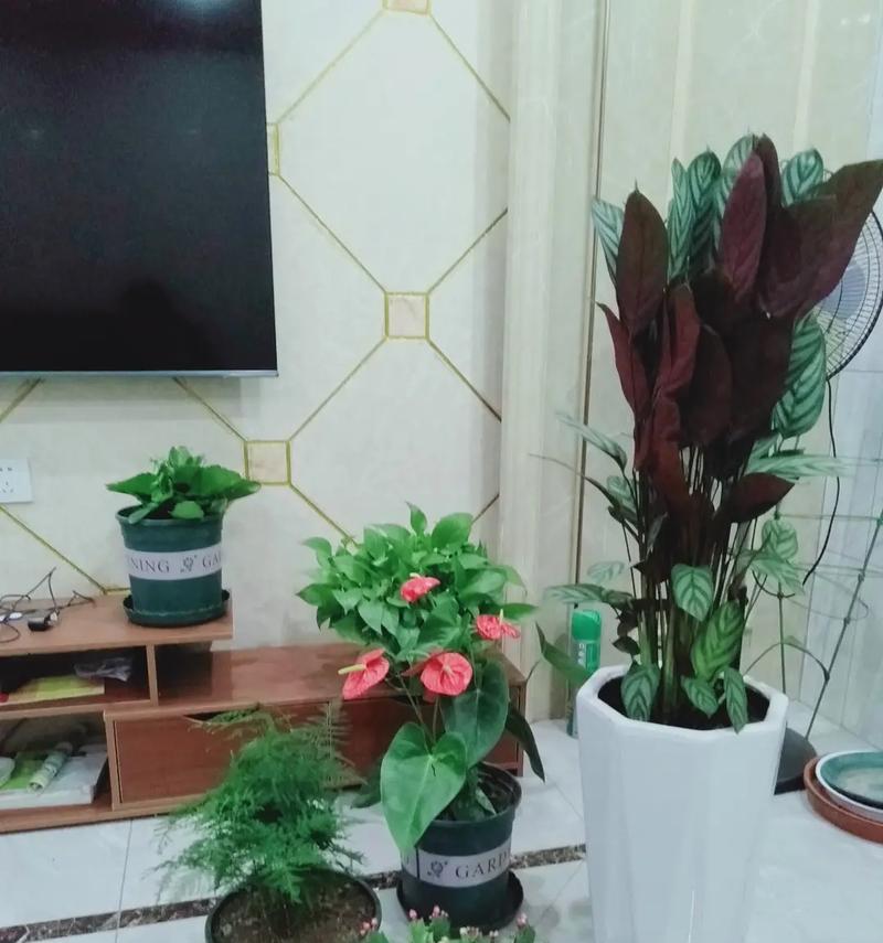 飞羽花的养殖环境和护理要点是什么？