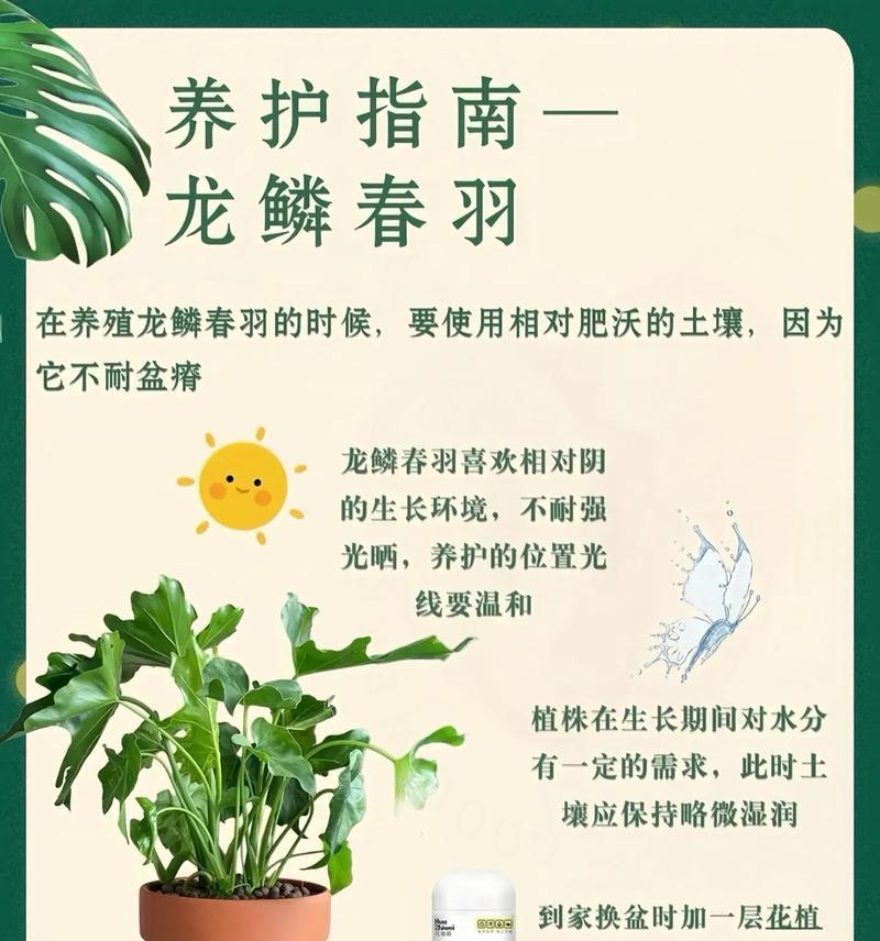 飞羽花的养殖环境和护理要点是什么？