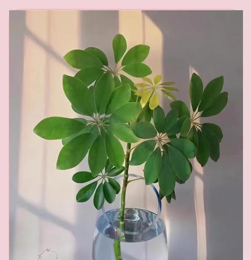 密叶莲怎么养？密叶莲的日常养护方法有哪些？