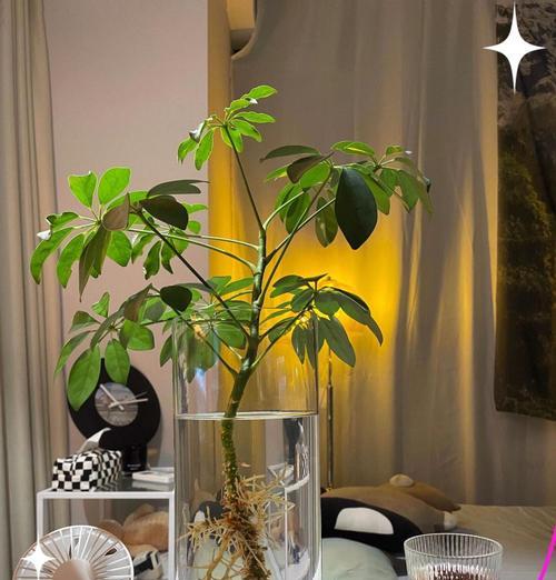 密叶莲怎么养？密叶莲的日常养护方法有哪些？