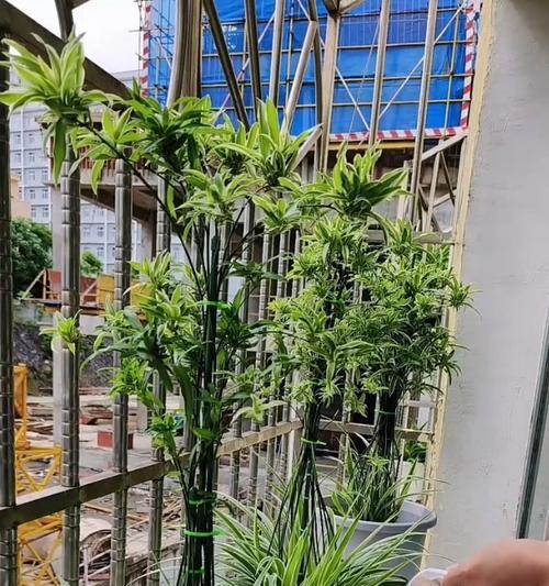 吊兰不发枝条的原因是什么？