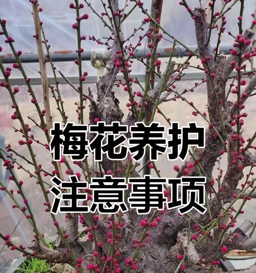 夏季如何养护梅花？有哪些特别的注意事项？