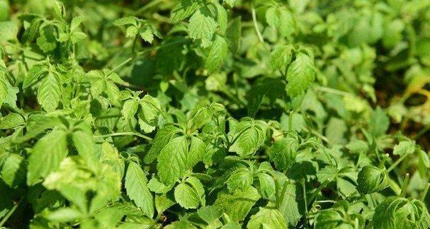草质藤本植物有哪些？它们的生长习性如何？