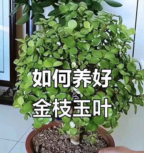 今枝玉叶的养殖方法是什么？