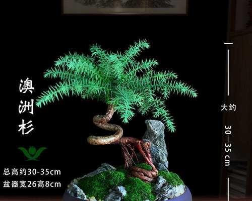 家里养什么树桩盆景好？选择树桩盆景的技巧是什么？