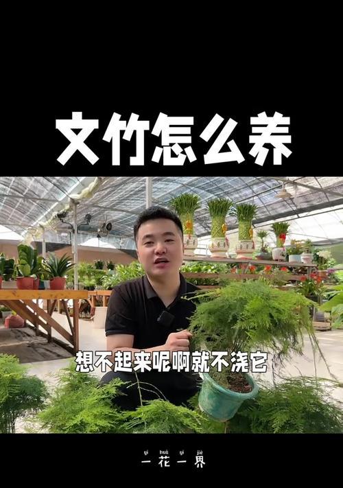 文竹叶子干枯的常见原因及处理方法是什么？