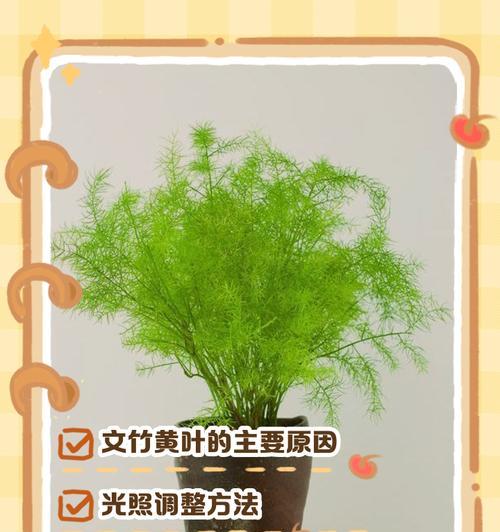 文竹叶子干枯的常见原因及处理方法是什么？