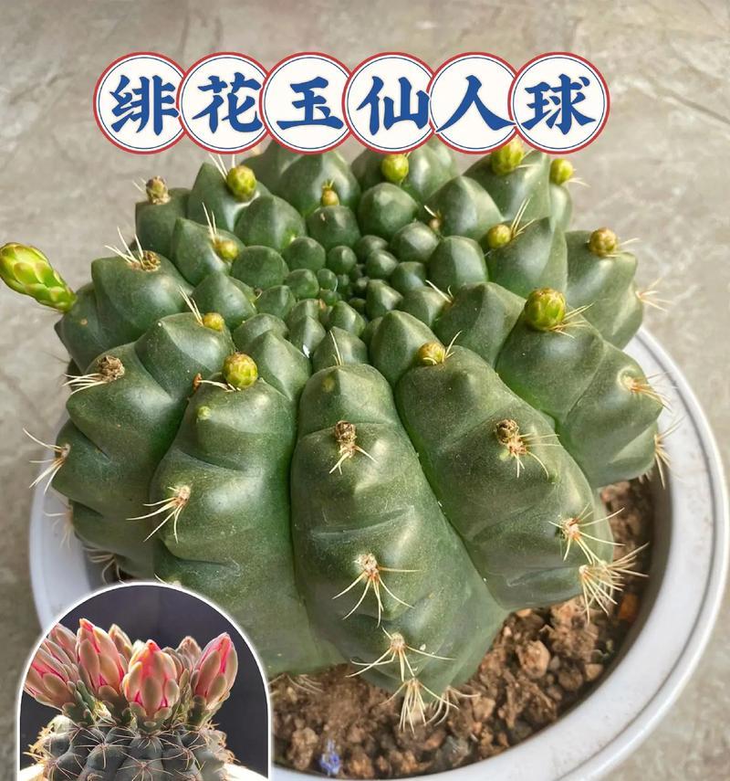 多头仙人球的养殖技巧有哪些？