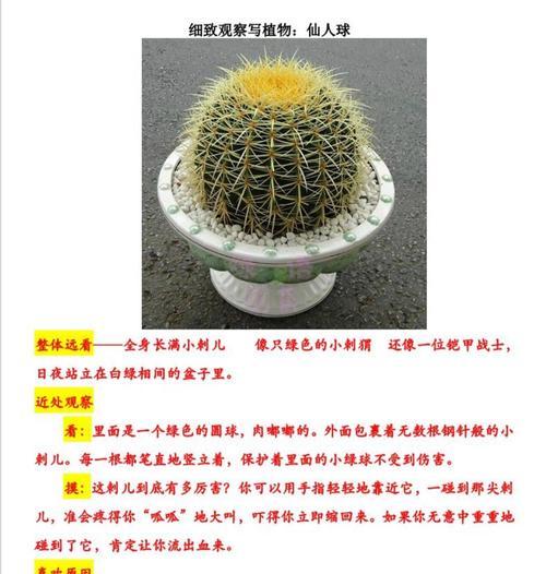 多头仙人球的养殖技巧有哪些？